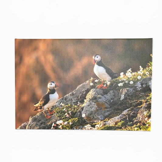 Puffin Canvas