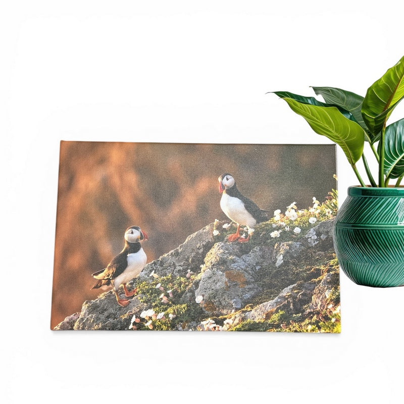 Puffin Canvas